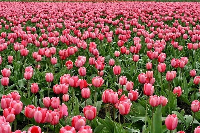 Enjoy the Tulip Fields by Bicycle With a Local Guide! Tulip Bike Tour!