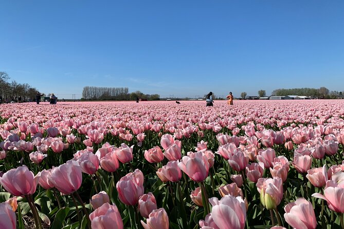 Half a Day Bicycle Tour to Flower Park Keukenhof - What To Expect During the Tour