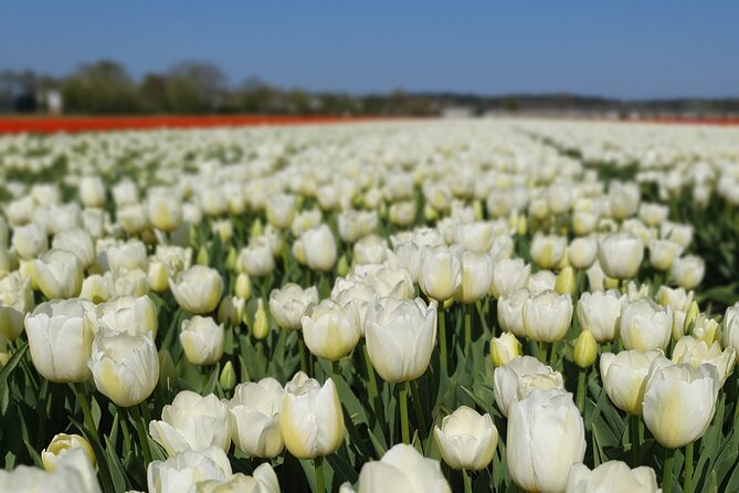 Holland Tulip Fields From Amsterdam Small Group Tour - Booking Information