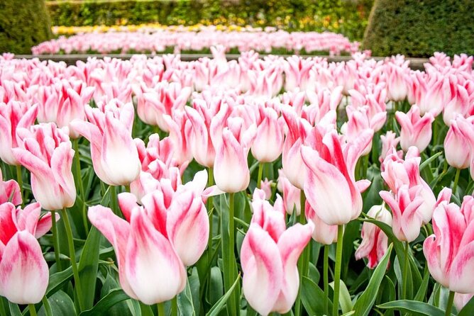 Keukenhof Ticket With Roundtrip Shuttle Bus From Amsterdam - Convenient Departure Location