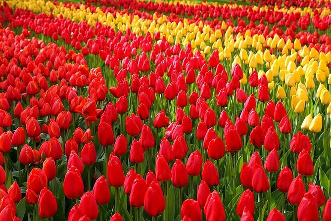 Private Day Trip to Keukenhof Gardens With Entrance Tickets - Booking Private Day Trip Details