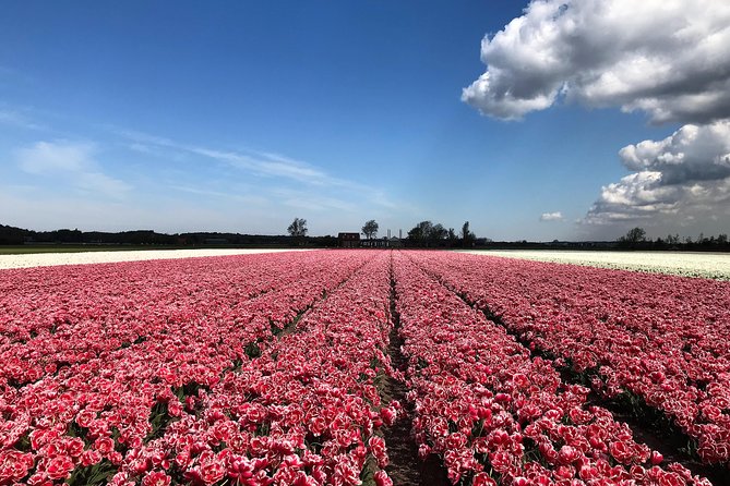 Small Group Tulip and Spring Flower Fields Bike Tour - Tour Overview