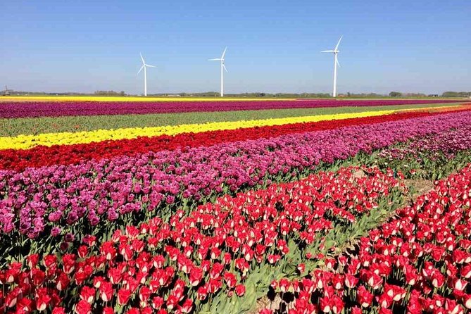 Springtime Private Tour to Keukenhof, Tulip Fields and Windmills