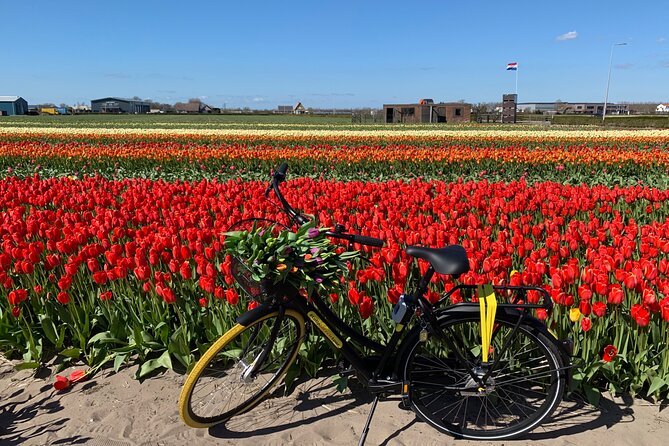 Enjoy the Tulip Fields by Bicycle With a Local Guide! Tulip Bike Tour! - Meeting Point and Transportation
