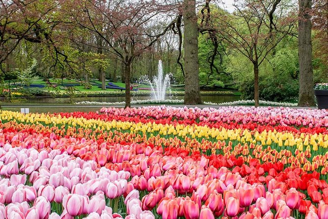 Private Keukenhof Tulip Fields Tour From Amsterdam - Customer Support and Information