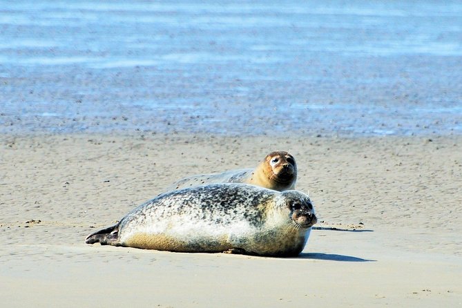 Small Group Half Day Seal Safari at UNESCO Site Waddensea From Amsterdam - Tour Duration and Languages Offered