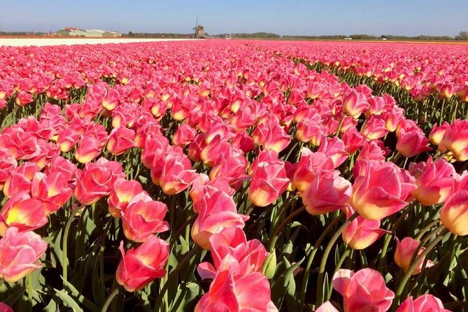 Springtime Private Tour to Keukenhof, Tulip Fields and Windmills - Booking and Confirmation Process