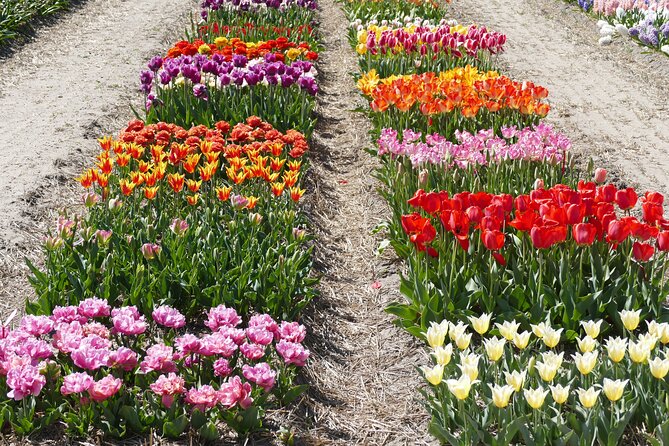 Voorhout Dutch Tulip Farm Guided Visit  - South Holland - Maximum Traveler Capacity