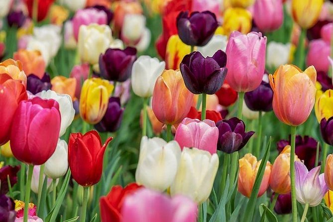 Enjoy the Tulip Fields by Bicycle With a Local Guide! Tulip Bike Tour! - Inclusions and Equipment
