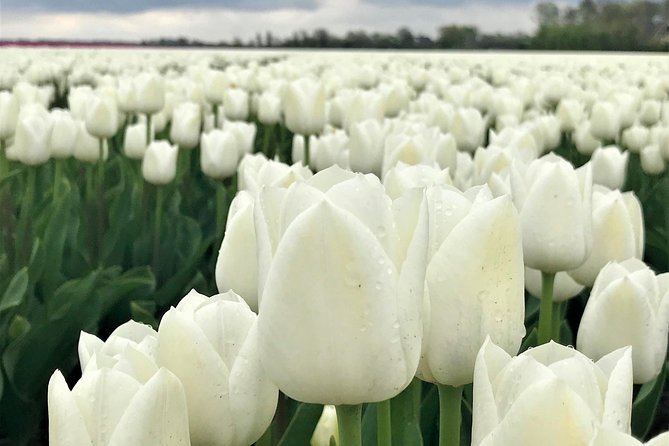 Small Group Tulip and Spring Flower Fields Bike Tour - Background