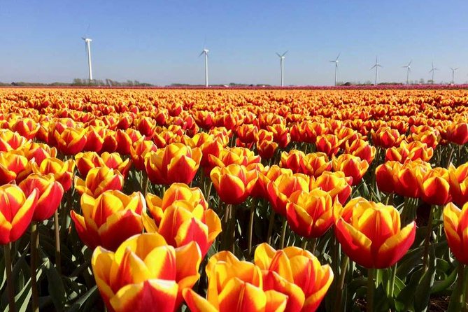 Springtime Private Tour to Keukenhof, Tulip Fields and Windmills - Cancellation Policy Details