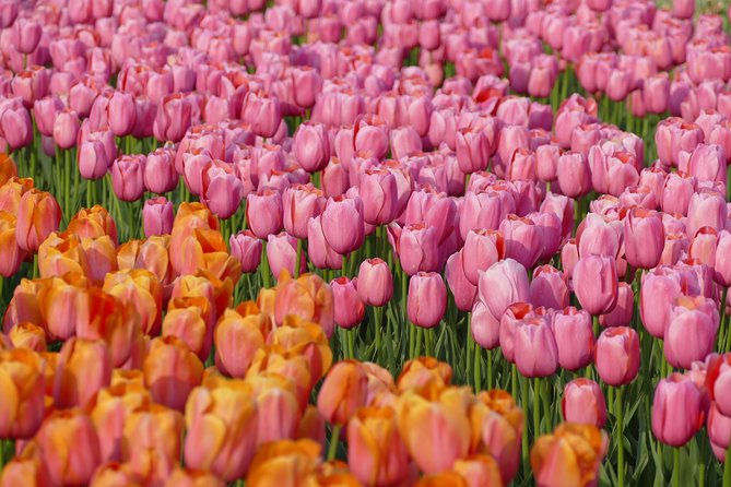 Voorhout Dutch Tulip Farm Guided Visit  – South Holland