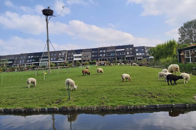 Dutch Windmills & Polder Walking Tour - Start Time and Cancellation Policy