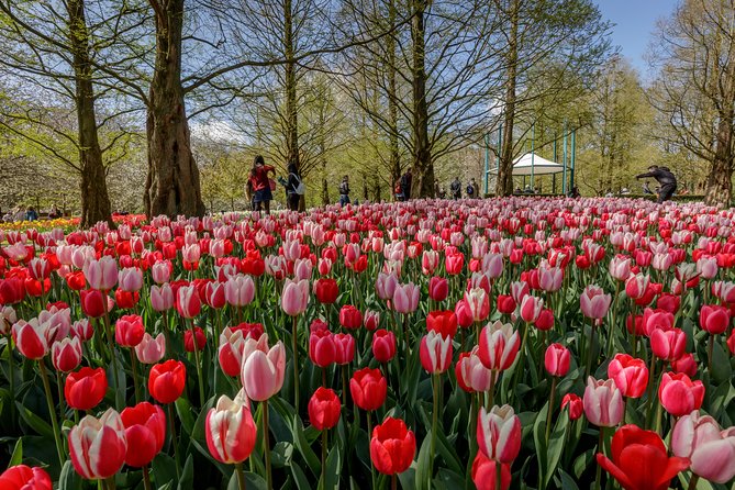 From Amsterdam: Keukenhof Flower Park Ticket and Transfer 2025 - Tour Company Feedback