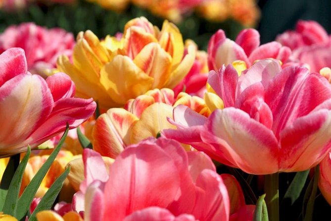 Springtime Private Tour to Keukenhof, Tulip Fields and Windmills - Customer Reviews and Host Responses