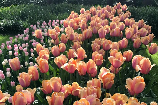 Private Tour to the Keukenhof - Contact and Support