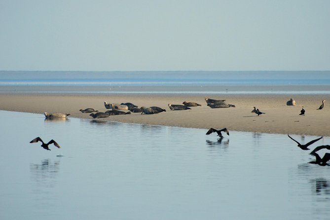 Small Group Half Day Seal Safari at UNESCO Site Waddensea From Amsterdam - Tour Refund and Health Policy