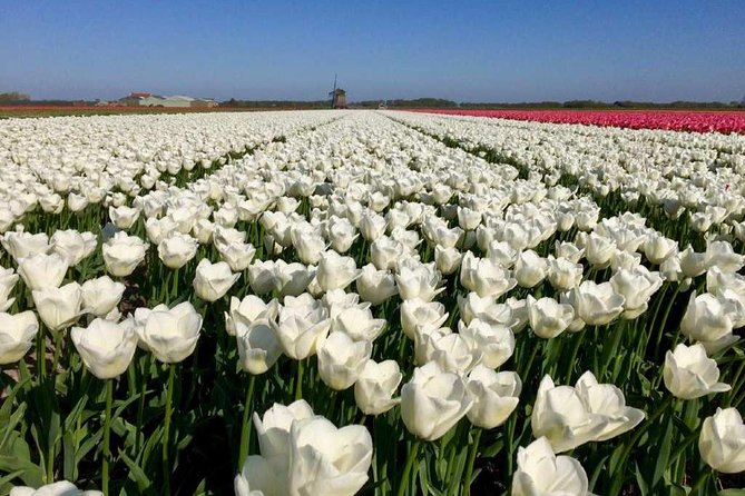 Springtime Private Tour to Keukenhof, Tulip Fields and Windmills - Tour Highlights and Satisfaction