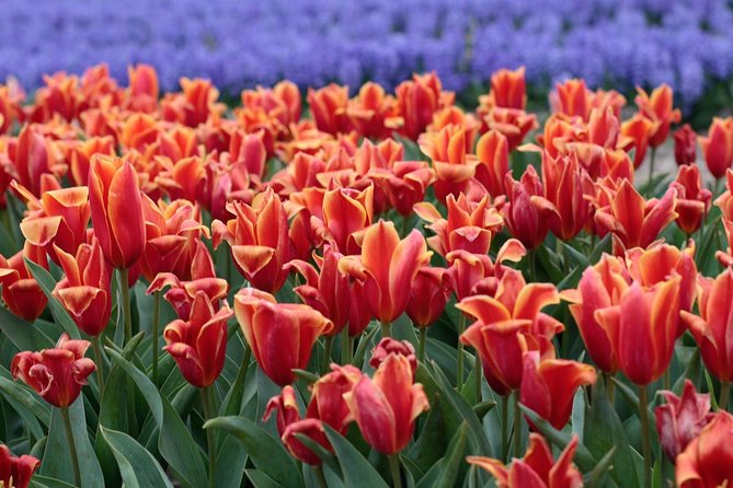 Holland Tulip Fields From Amsterdam Small Group Tour - Frequently Asked Questions