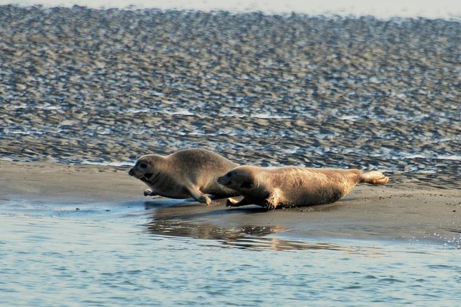 Small Group Half Day Seal Safari at UNESCO Site Waddensea From Amsterdam - Traveler Limit and Group Size