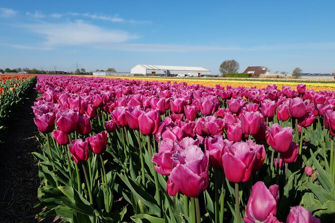 Holland Tulip Fields From Amsterdam Small Group Tour - Tour Highlights