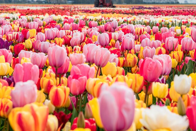 Private Tulip Fields, Windmills and Cheese Tour From Amsterdam - Just The Basics