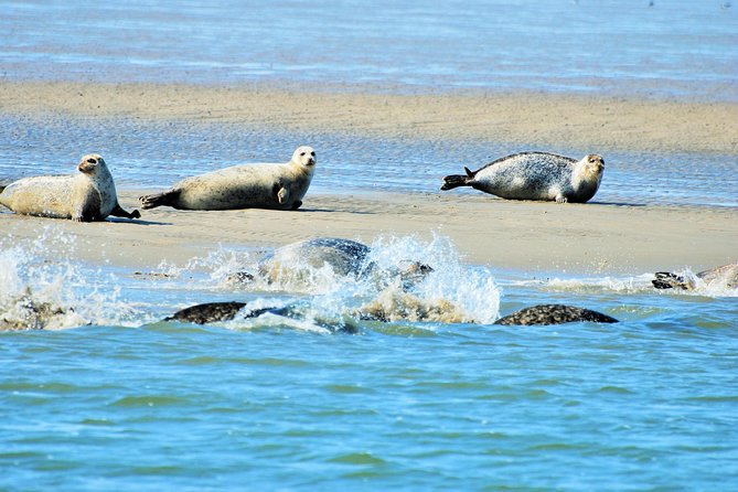 Small Group Half Day Seal Safari at UNESCO Site Waddensea From Amsterdam - Just The Basics